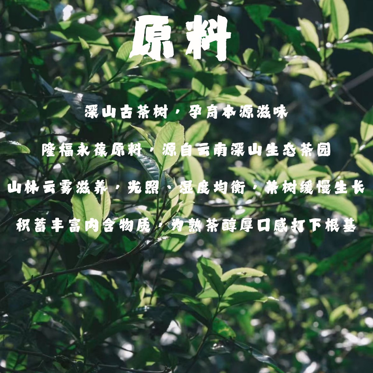隆福永葆李美瑛配方普洱熟茶詳情圖6